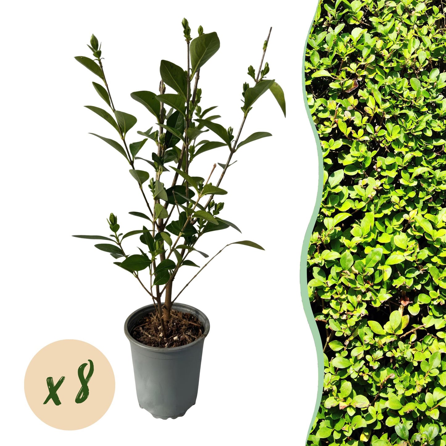 🌿 Ligustrum ovalifolium | Ligusterhaag (8 Stuks)