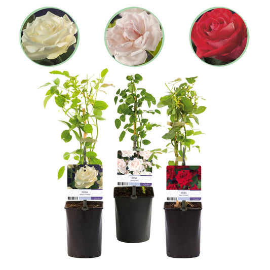 🌹 Rosa ‘Tricolour’ – Klimroos (3 Stuks)