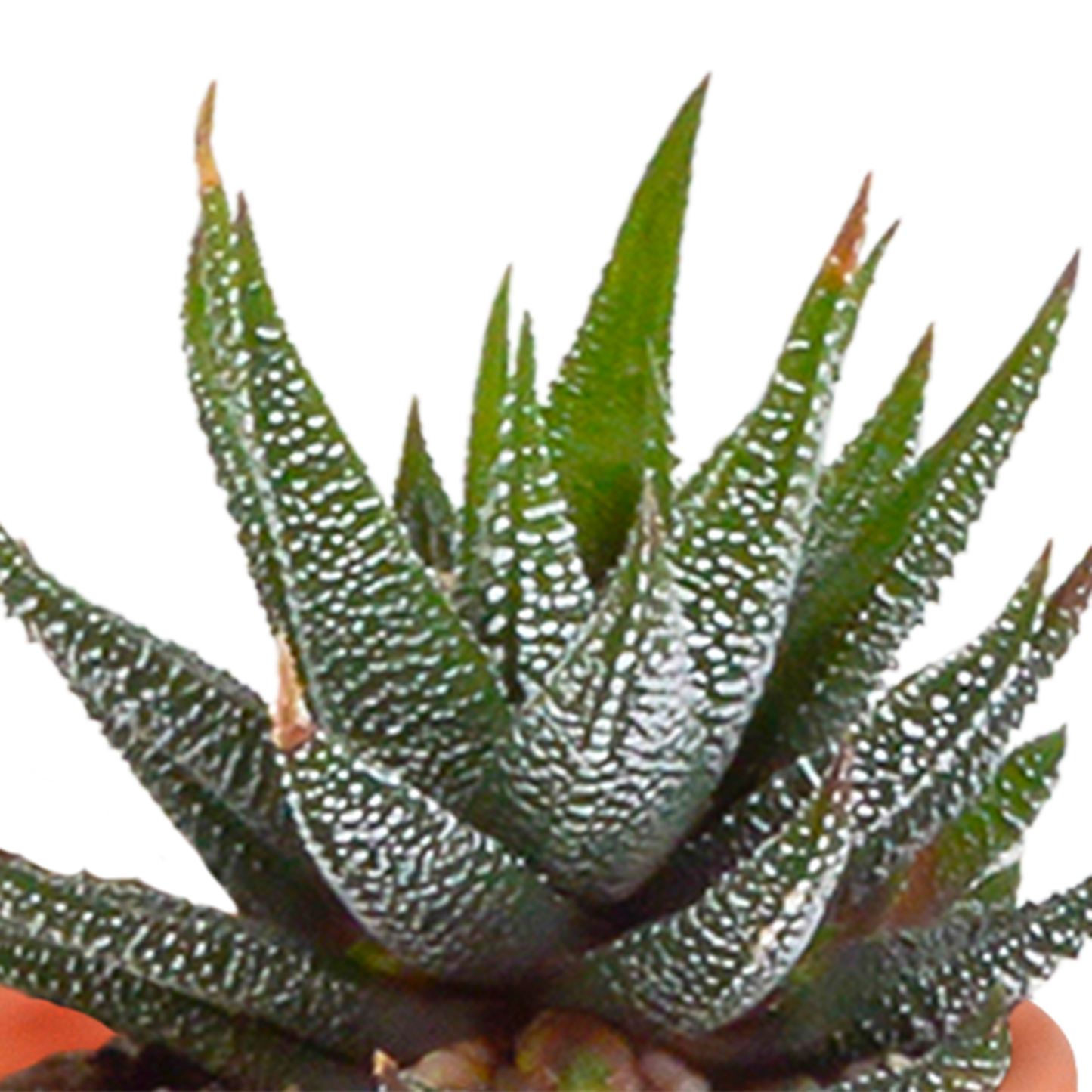 🌵 Cactus & Vetplanten Mix  In terracotta pot – (15 stuks)