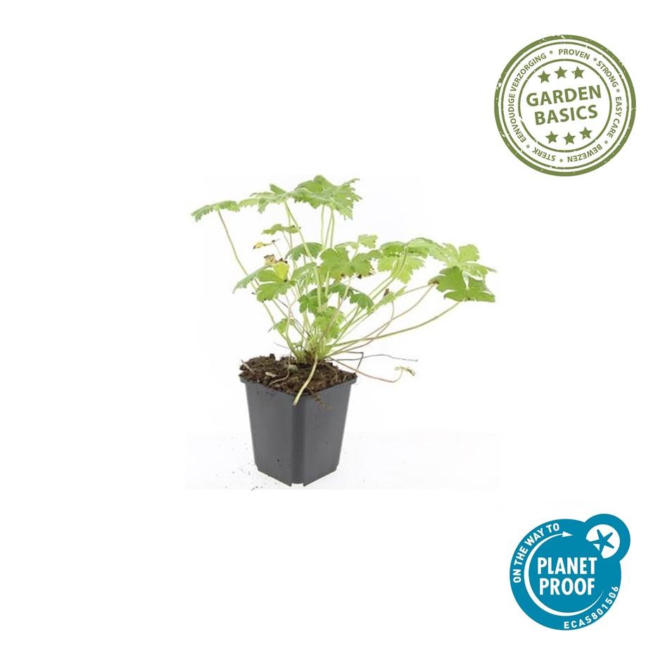🌸 Geranium macrorrhizum ‘Czakor’ – Winterharde Geurende Bodembedekker (6 stuks)