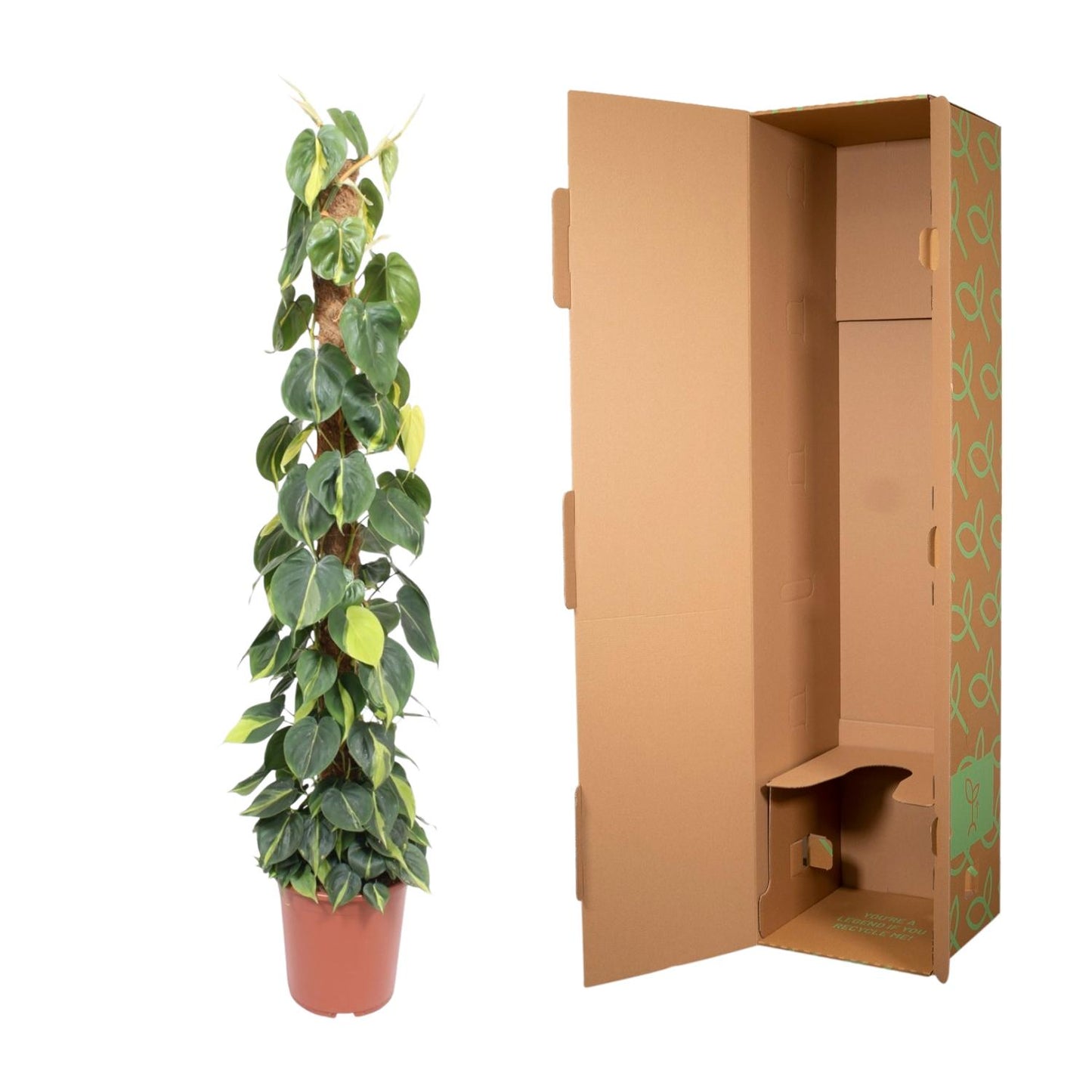 🌿 Philodendron Scandens Brasil | Grote Klimplant met Mosstok