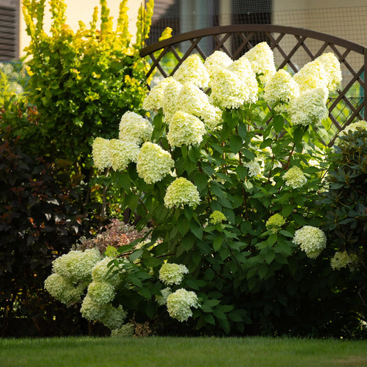 🌿 Hydrangea paniculata 'Limelight' | Pluimhortensia met Limegroene Bloemen