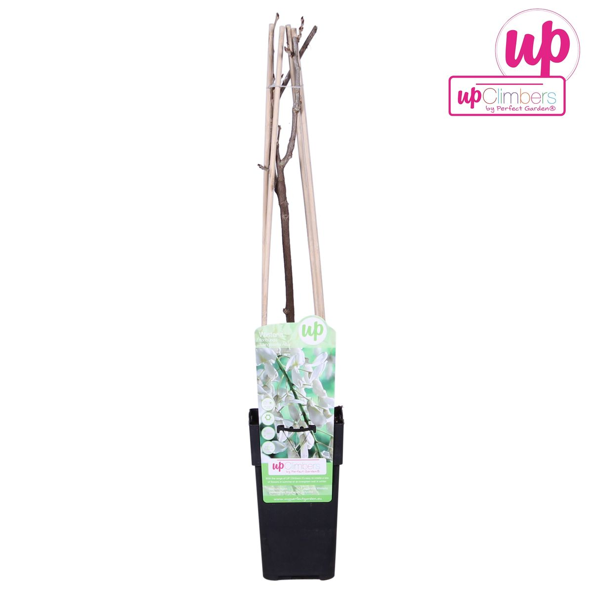 🤍 Wisteria floribunda ‘Alba’ – Witte Blauwe Regen
