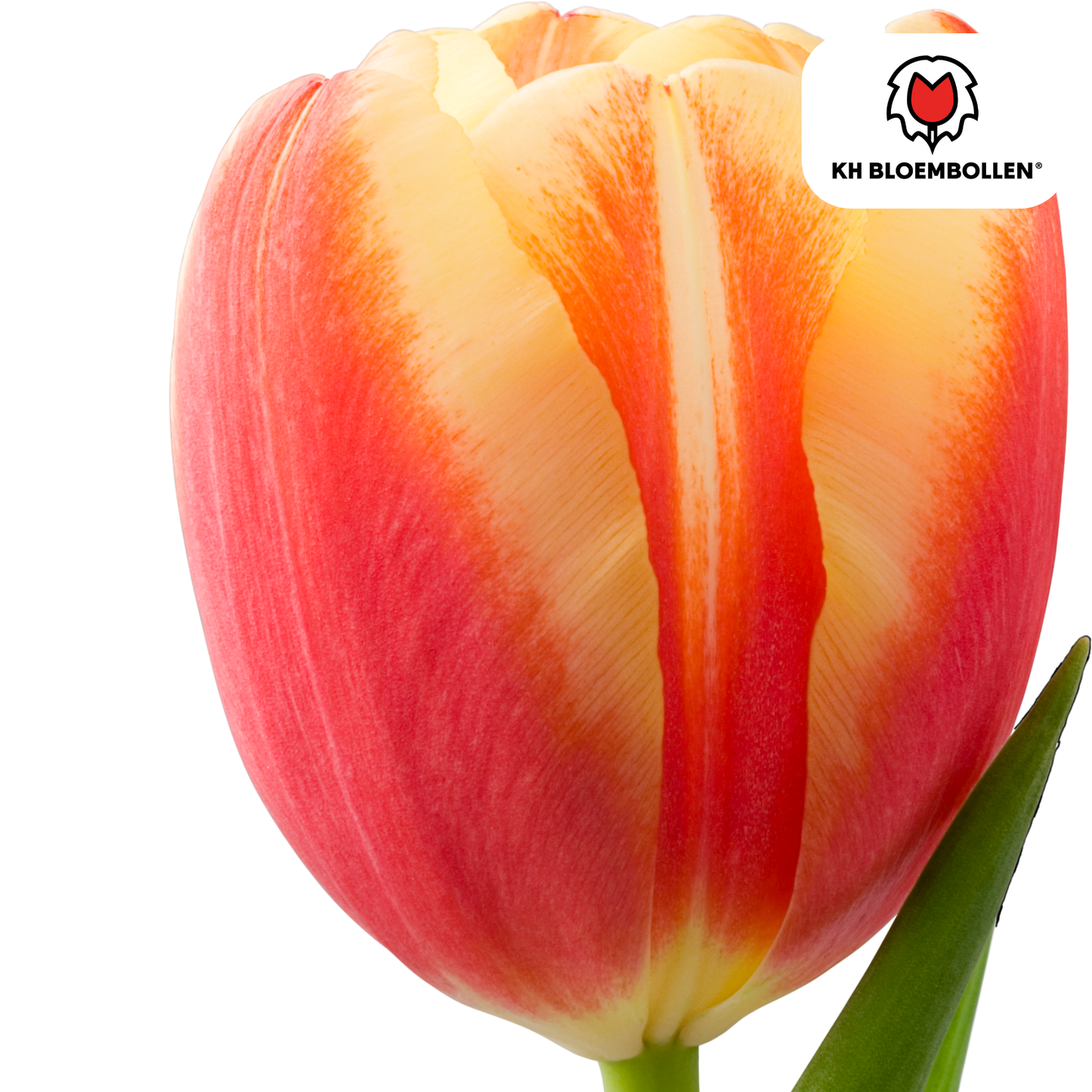 🌷 Tulpenbollen ‘Jan Seignette’ – Rood-Geel Gestreepte Tulp (20 Stuks)