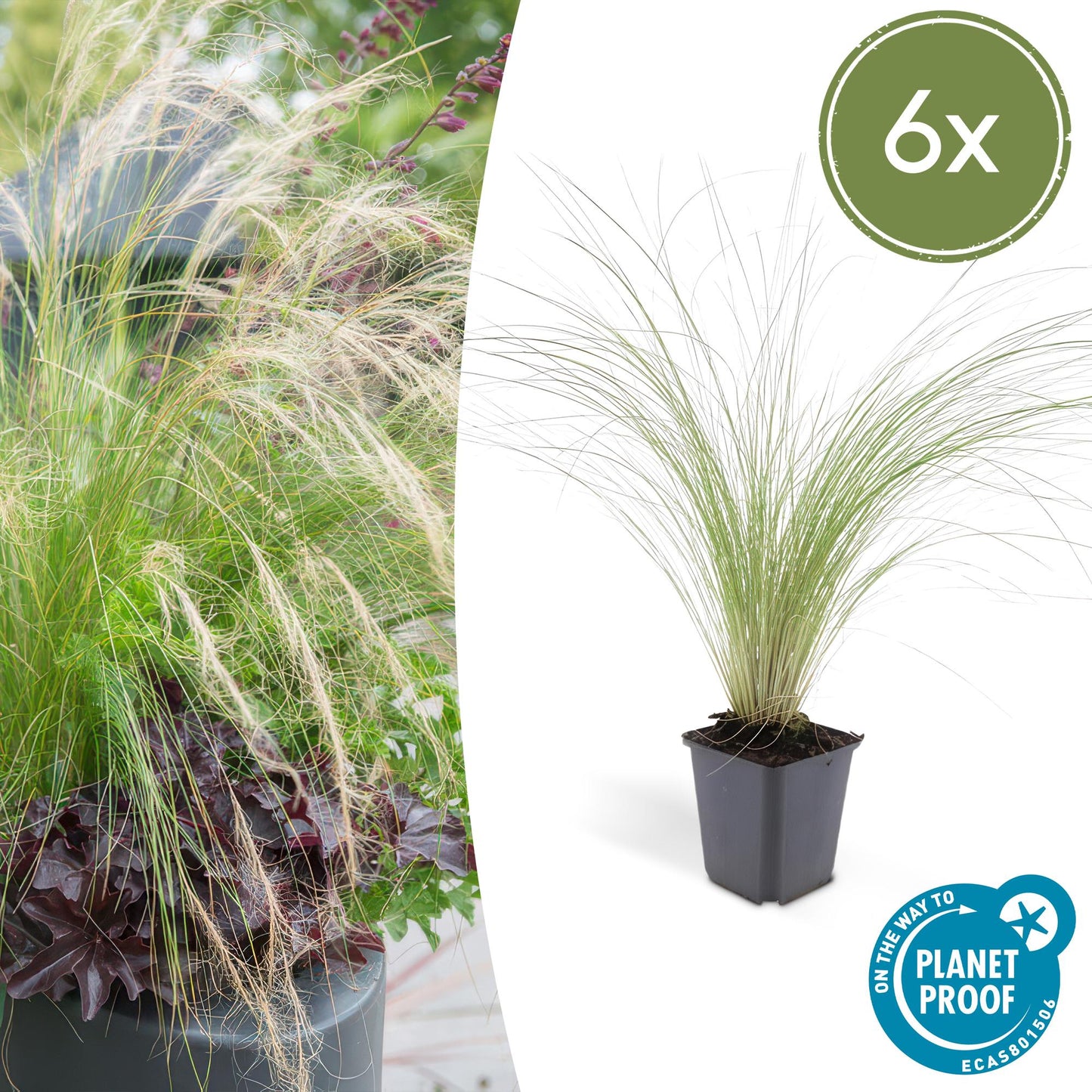 🌾 Stipa tenuissima ‘Ponytails’ – Fijnbladig Winterhard Siergras (6 stuks)
