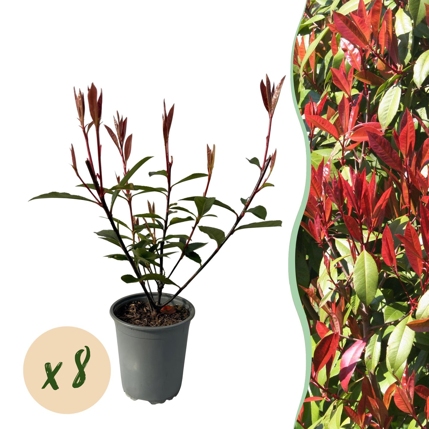 🌿 Photinia fraseri ‘Carré Rouge’ | Haagplant met Rood Blad (8 Stuks)