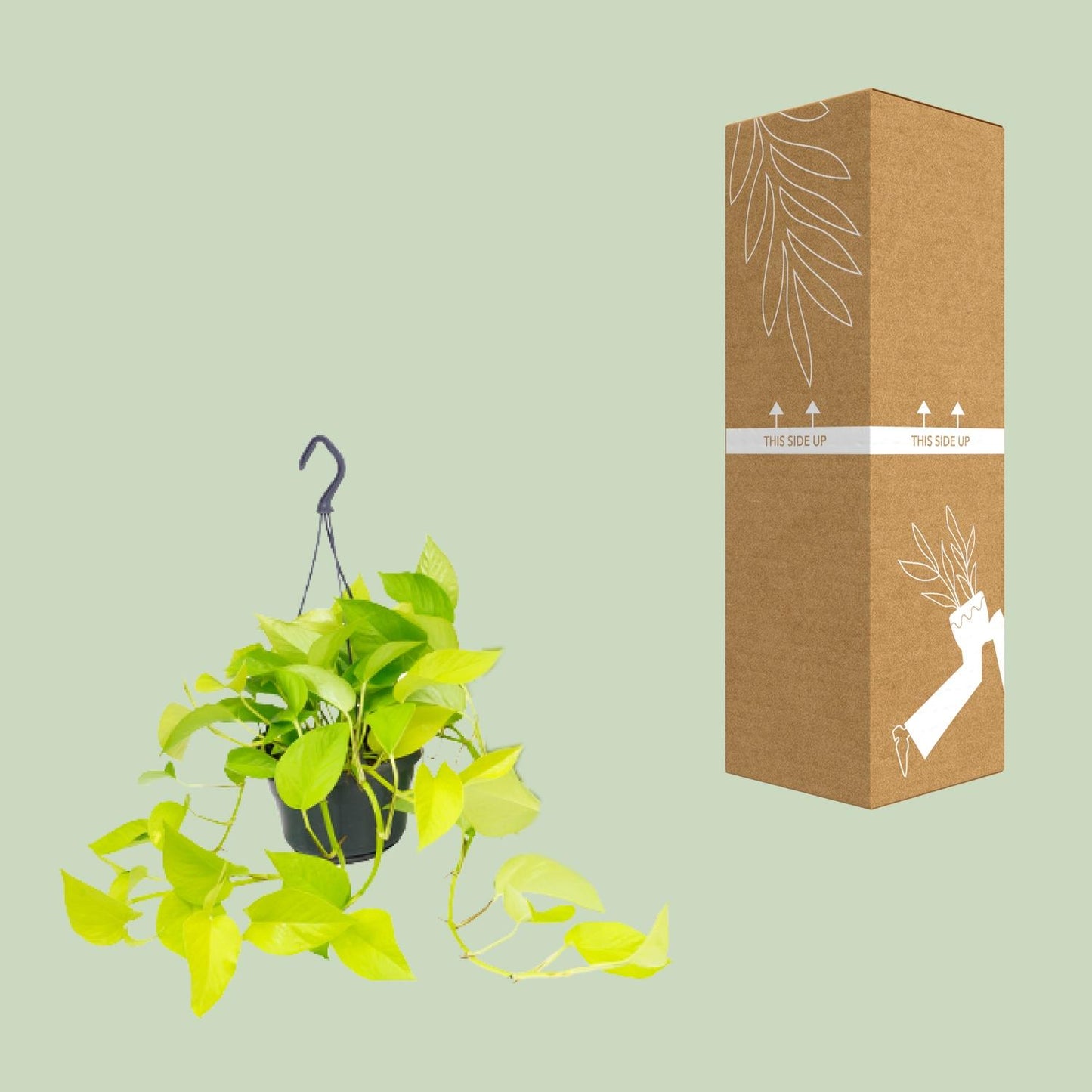 🌿 Epipremnum Golden Pothos - Scindapsus