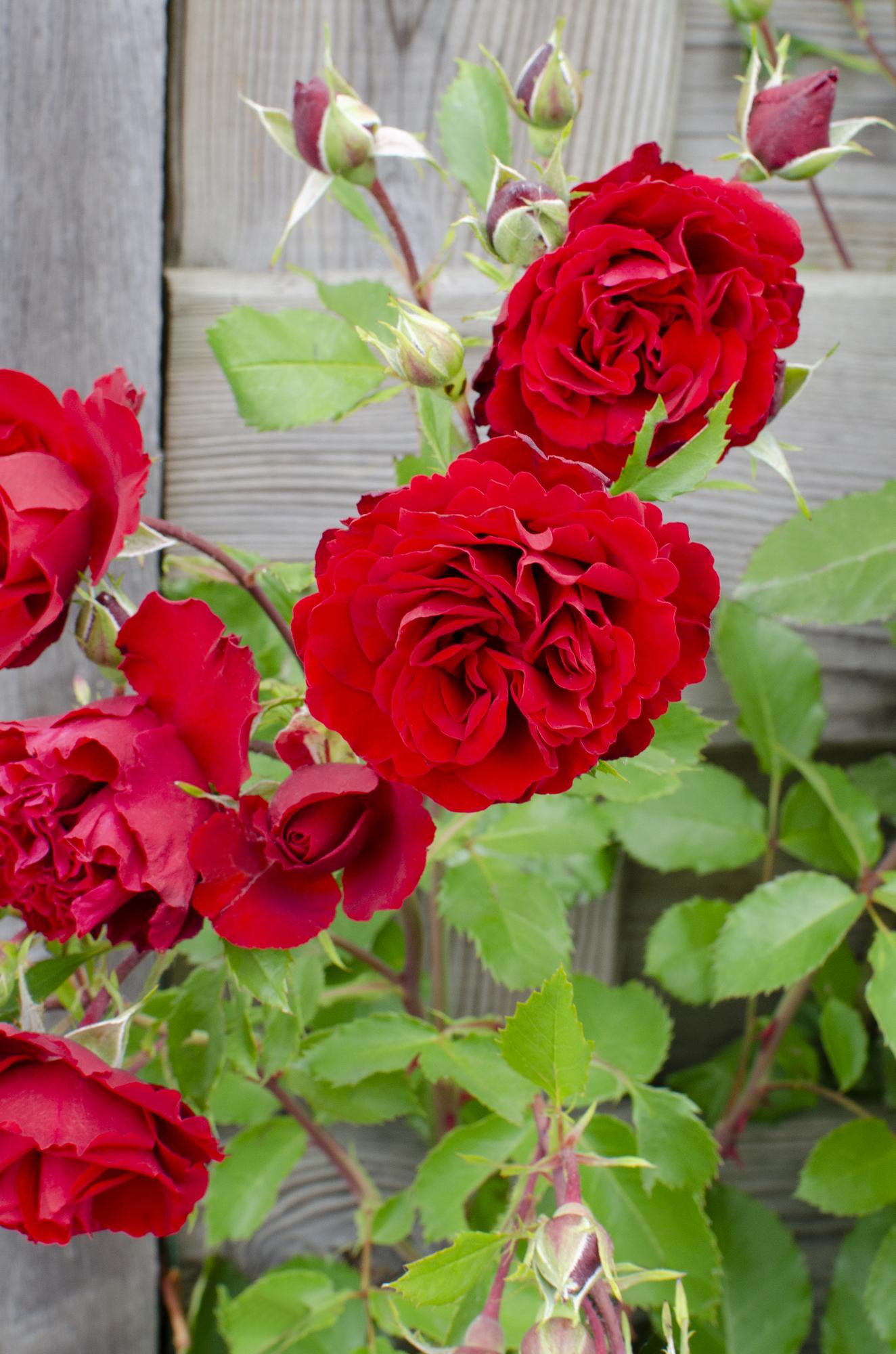 ❤️ Rosa Crazy in Love ‘Red’ – Rode Klimroos