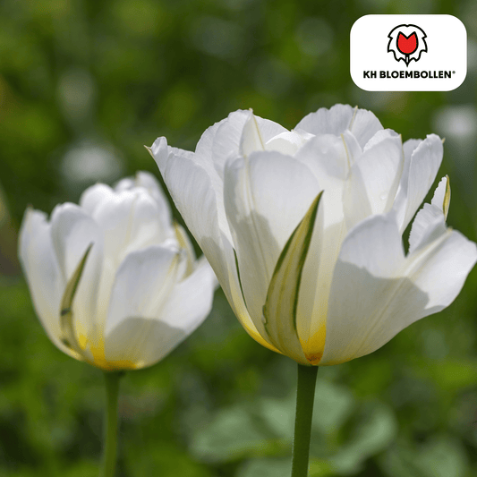 🌷 Tulpenbollen ‘White Valley’ – Witte Tulp (20 Stuks)