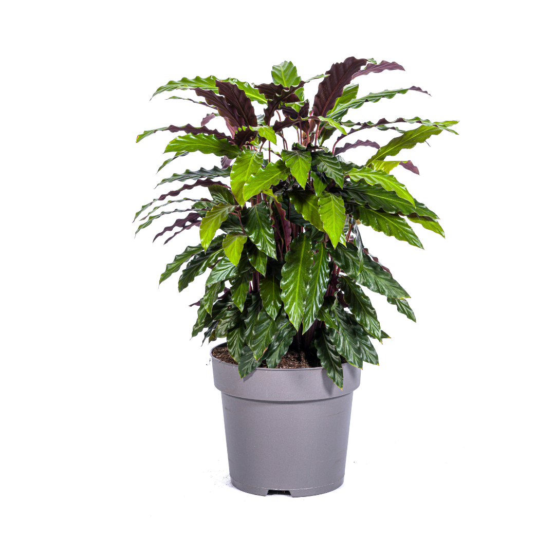 🌿 Calathea Rufibarba