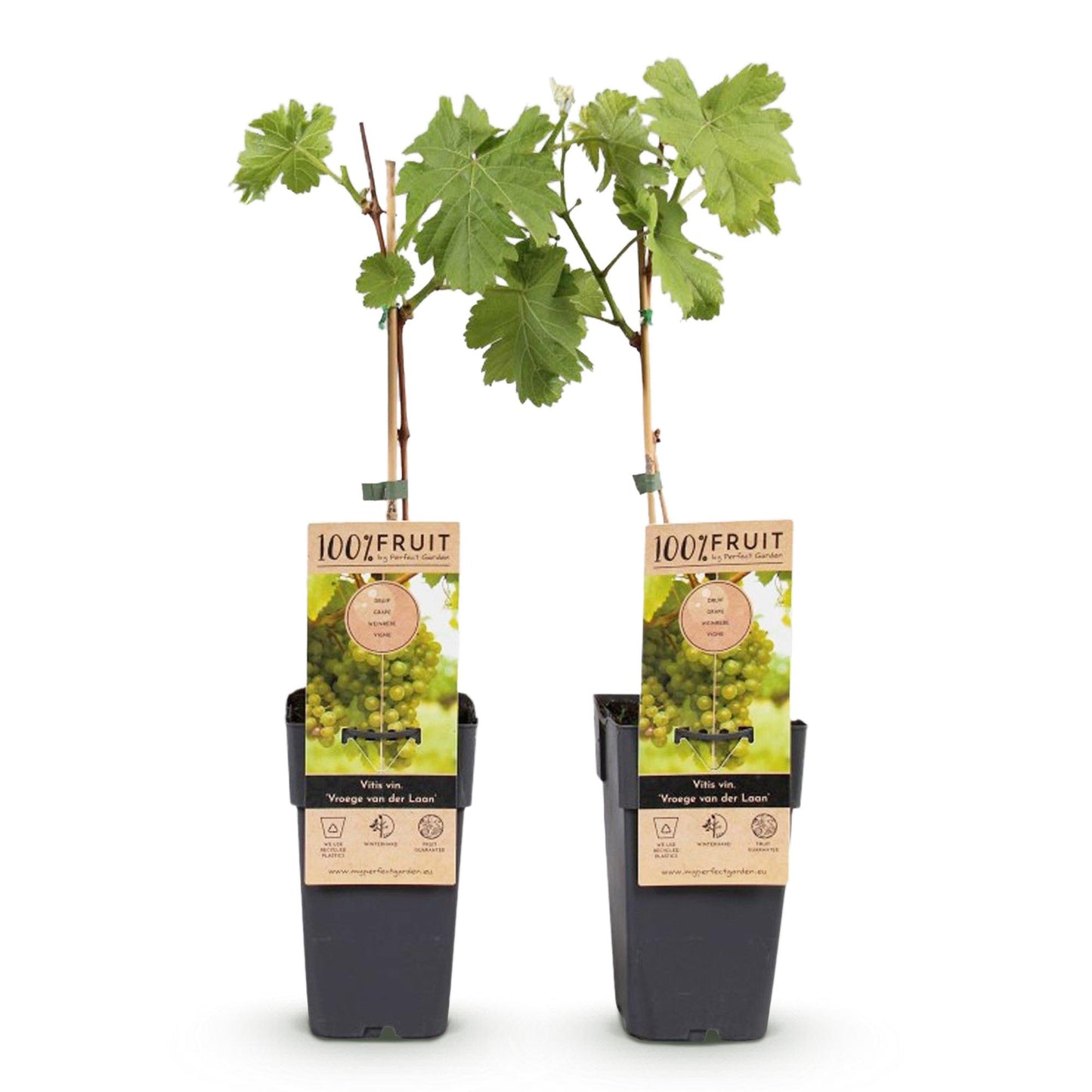 🍇 Vitis vinifera ‘Vroege van der Laan’ – Witte Druif (2 Stuks)