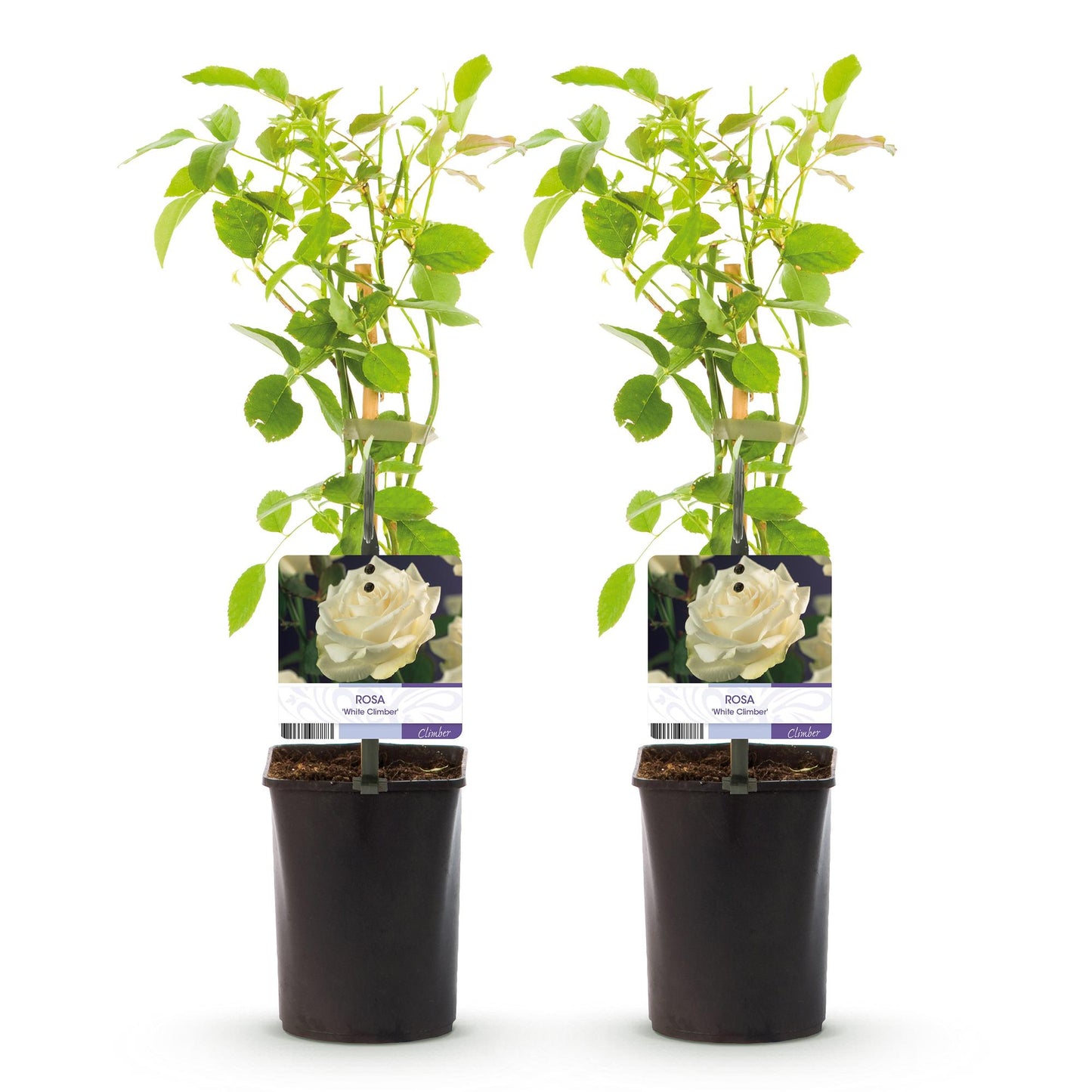 🤍 Rosa ‘White Climber’ – Klimroos (2 Stuks)