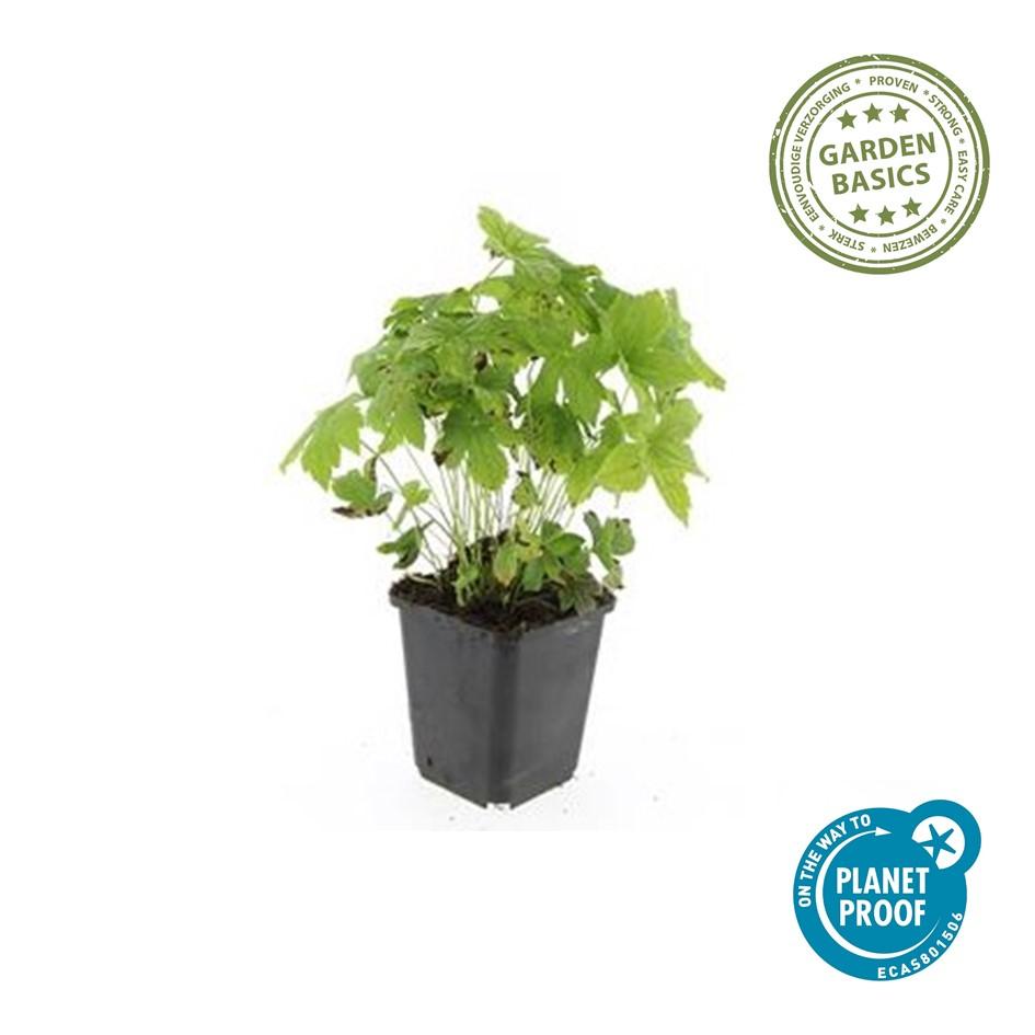 🌸 Geranium nodosum – Ooievaarsbek (6 Stuks)