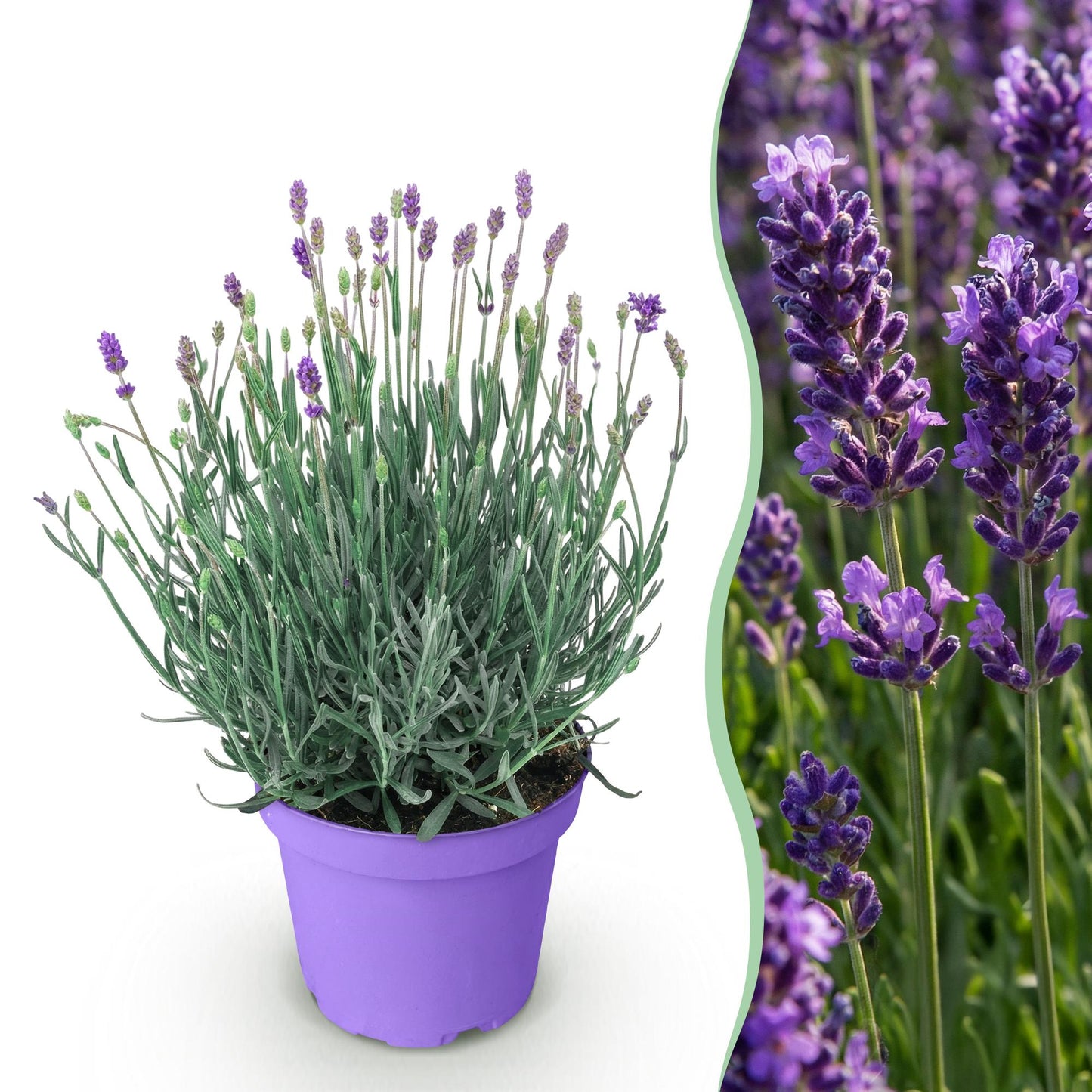 🌿 Lavandula ‘Munstead’ | Lavendel Plant