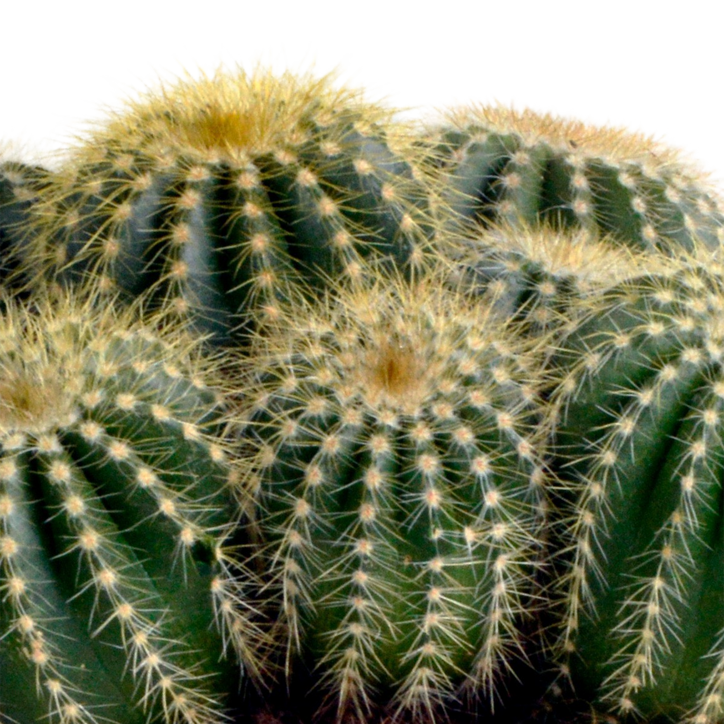 🌵 Eriocactus warasii – Unieke Bolcactus