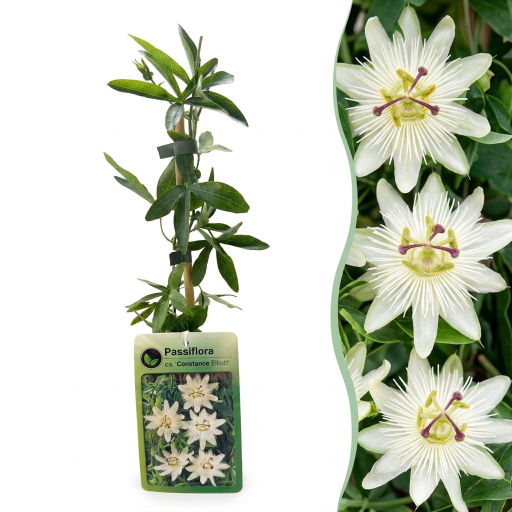 🤍 Passiflora caerulea ‘Constance Eliott’ – Witte passiebloem – Klimplant