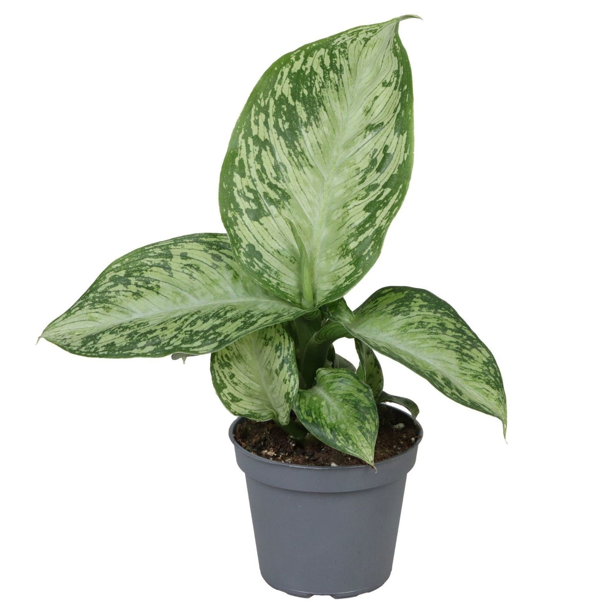🌿 Dieffenbachia ‘Snow’ – Sneeuwdieffenbachia