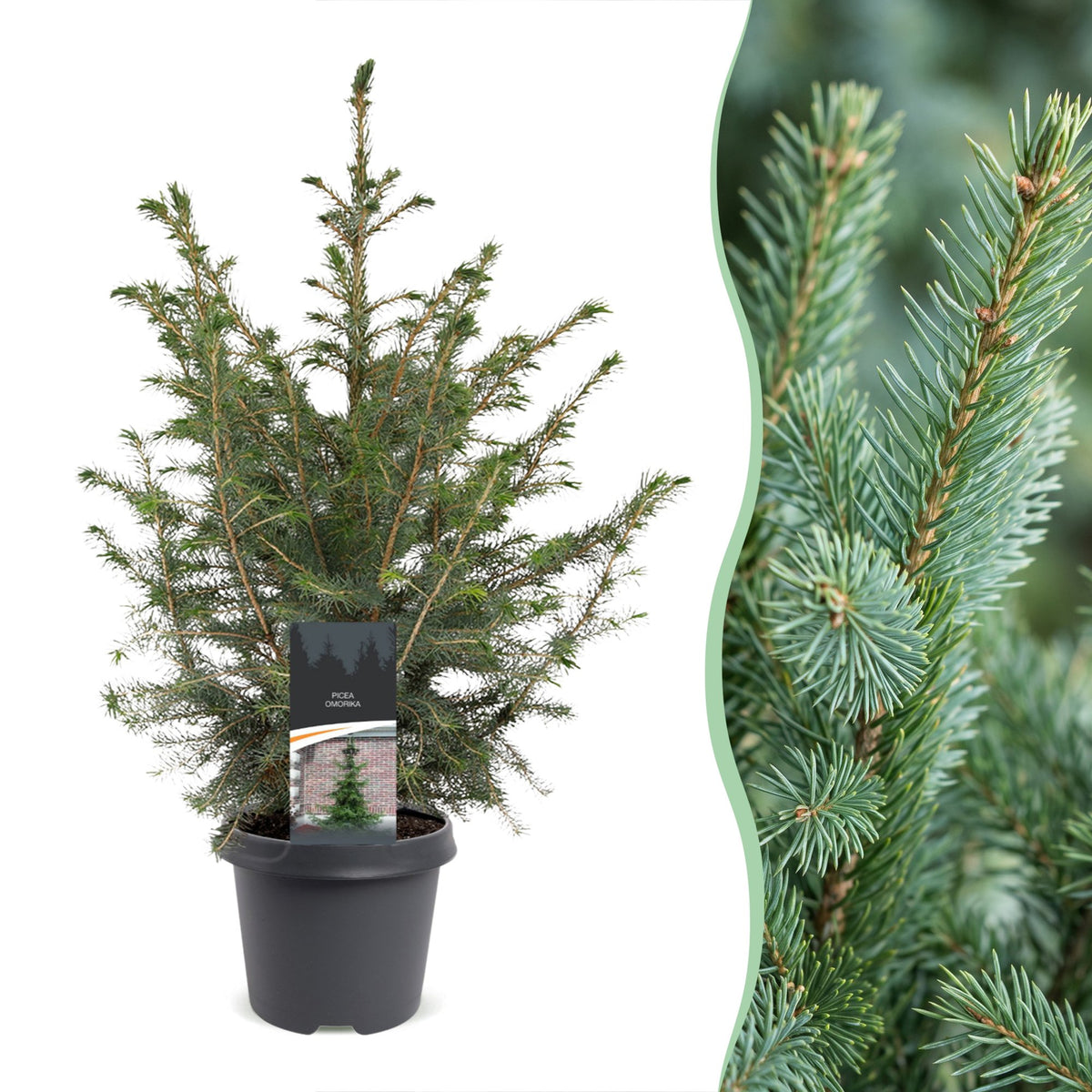 🎄 Picea omorika – Servische spar voor een sfeervolle kerst