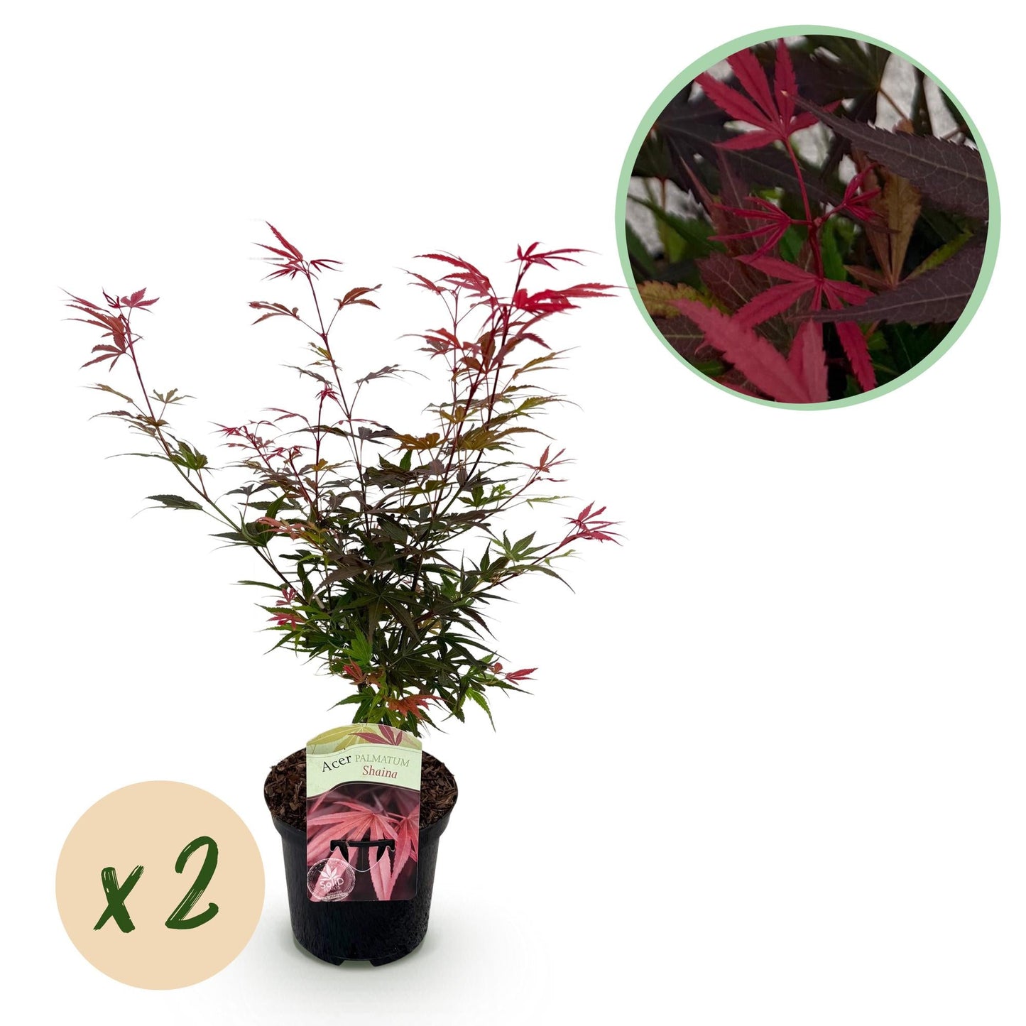 🌳 Acer palmatum ‘Shaina’ – Japanse Esdoorn (2 Stuks)