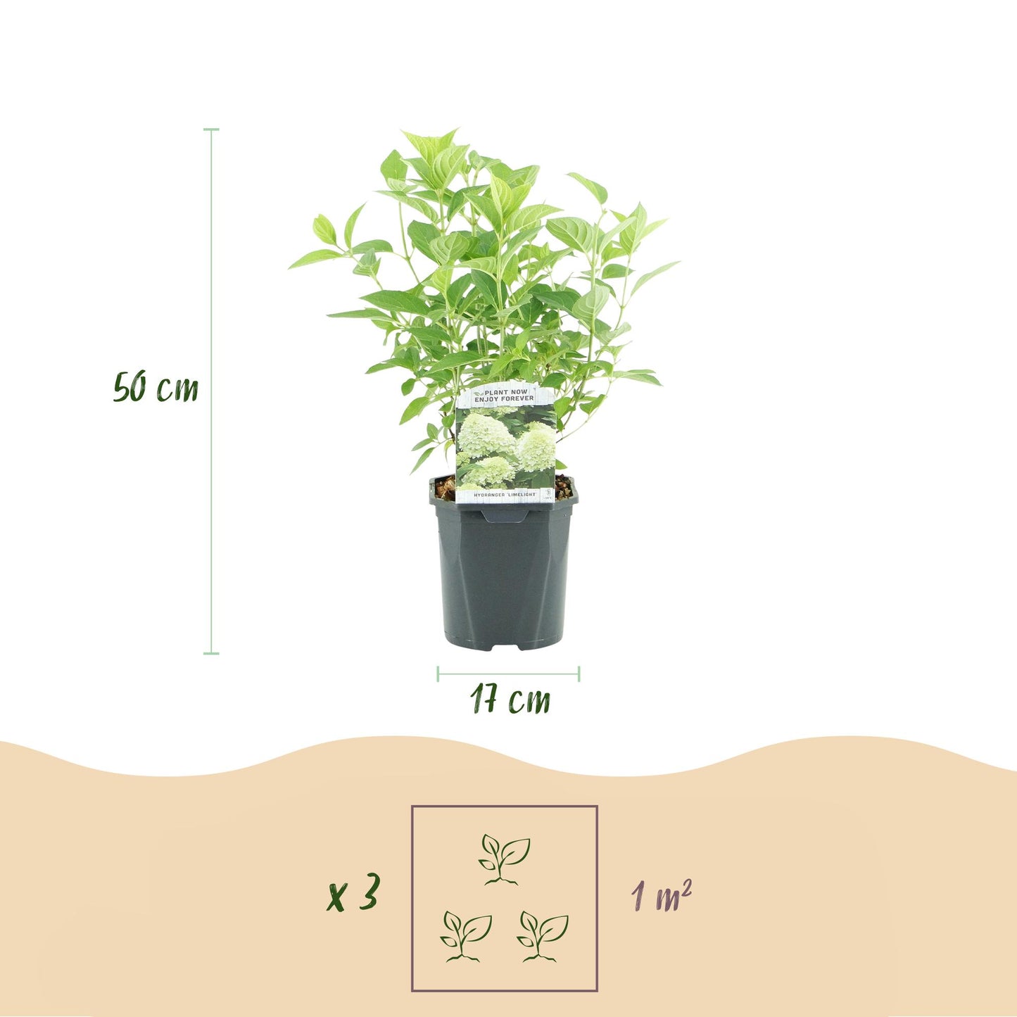 🌸 Hydrangea paniculata ‘Limelight’ – Pluimhortensia | (3 stuks)