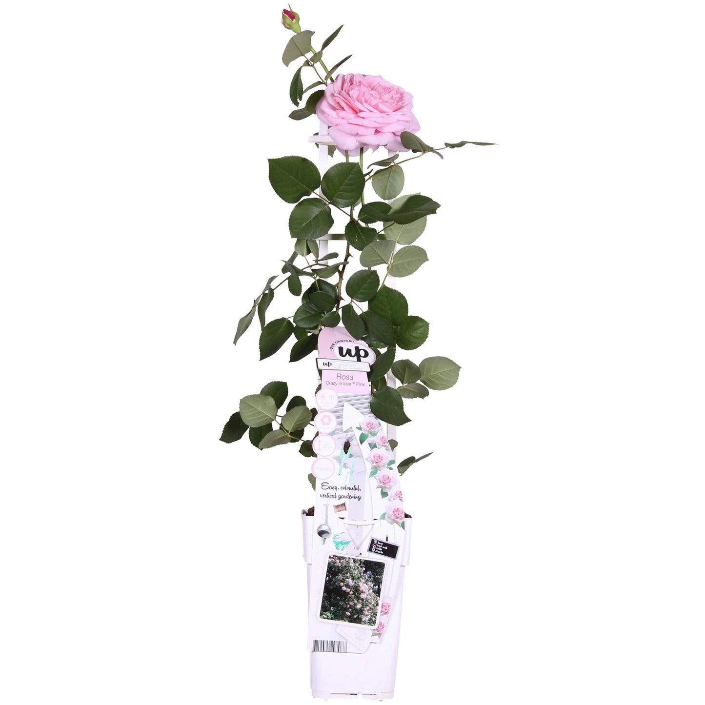 🌸 Rosa Crazy in Love ‘Pink’ – Roze Klimroos