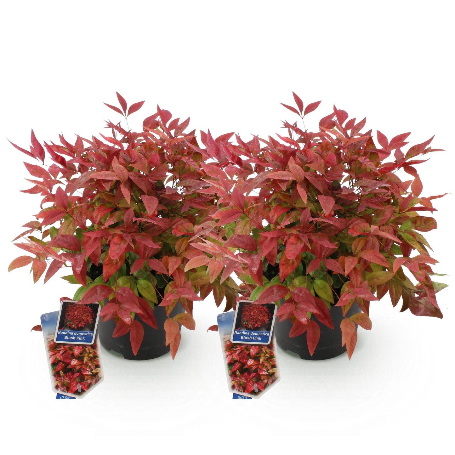 Nandina ‘Blush Pink’ – Hemelse Bamboe | (2 stuks)