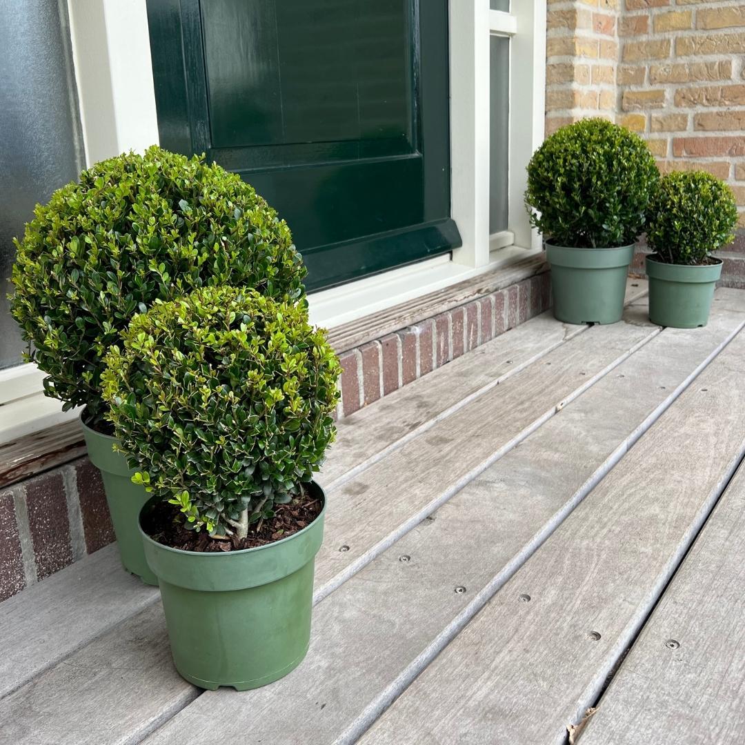 🌿 Ilex crenata ‘Jenny’ Bol XL | Buxus Vervanger (2 Stuks)
