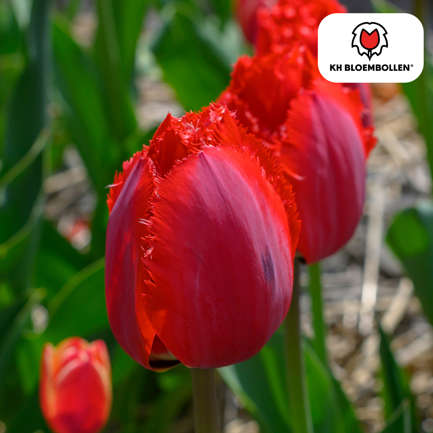 🌷 Tulpenbollen ‘Masterpeace’ – Rode Tulp met Kartelrand (20 Stuks)