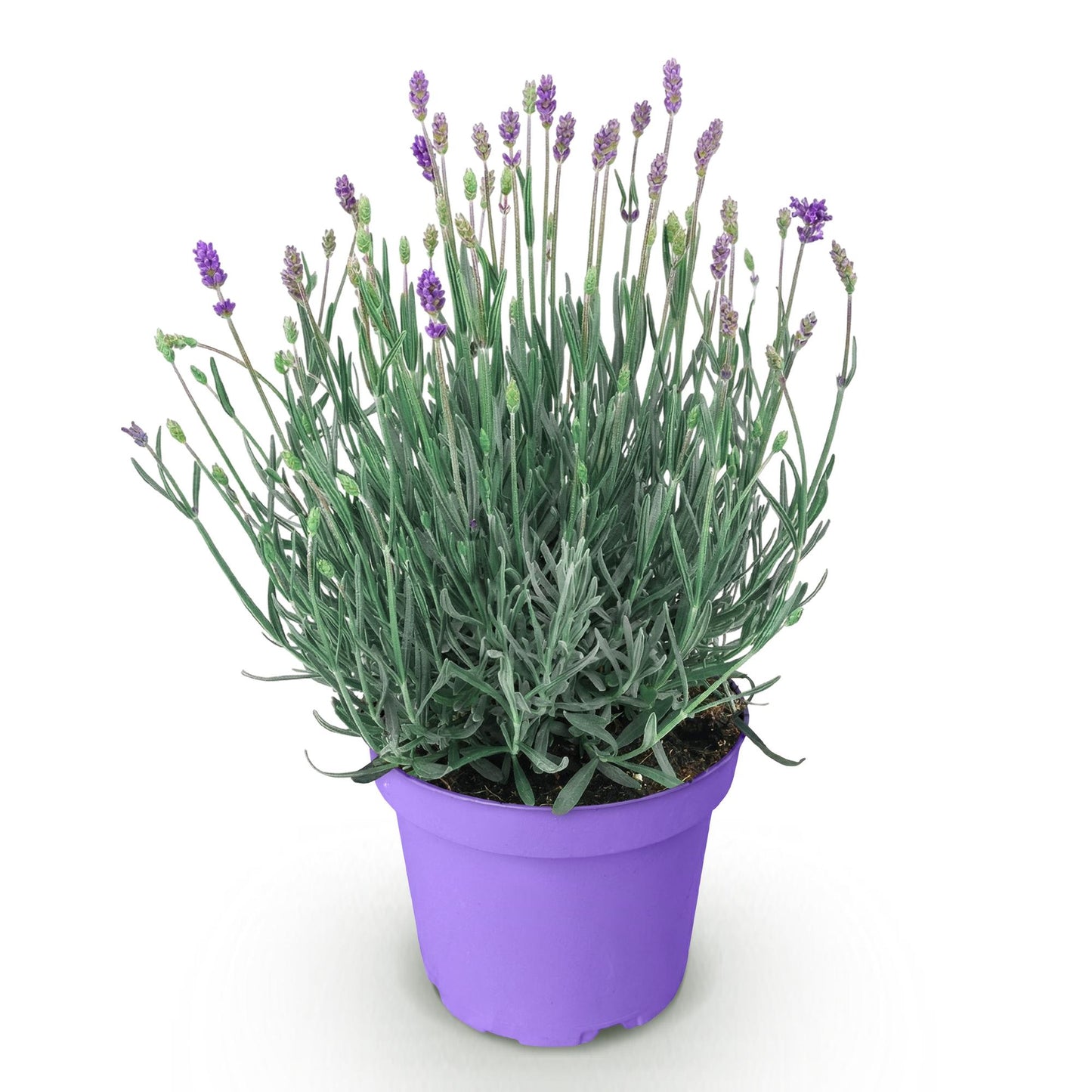 🌿 Lavandula ‘Munstead’ | Lavendel Plant