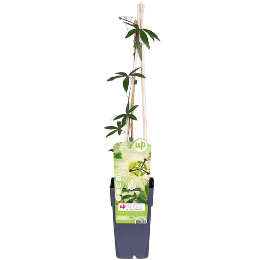 🌸 Passiflora caerulea ‘Constance Elliot’ – Passiebloem