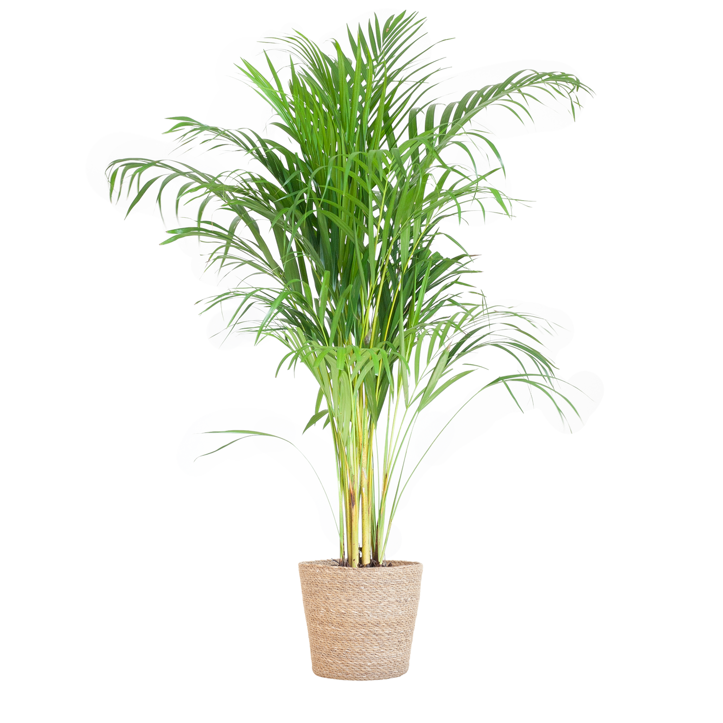 🌴 Dypsis lutescens – Areca Palm | Luchtzuiverende Goudpalm in Sofia Mand