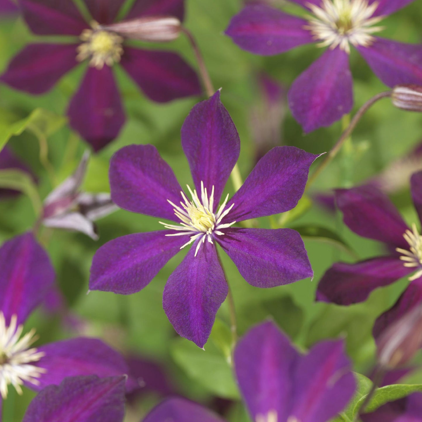 💜 Clematis ‘Mikelite’ – Klimplant (2 Stuks)