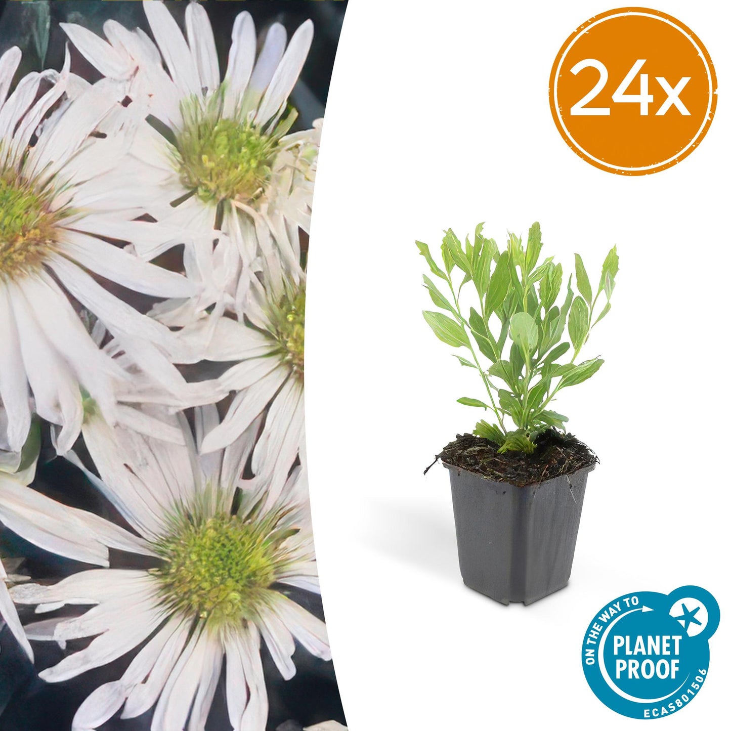 🌼 Aster ‘Ashvi’ – Winterharde Witbloeiende Bodembedekker (24 stuks)