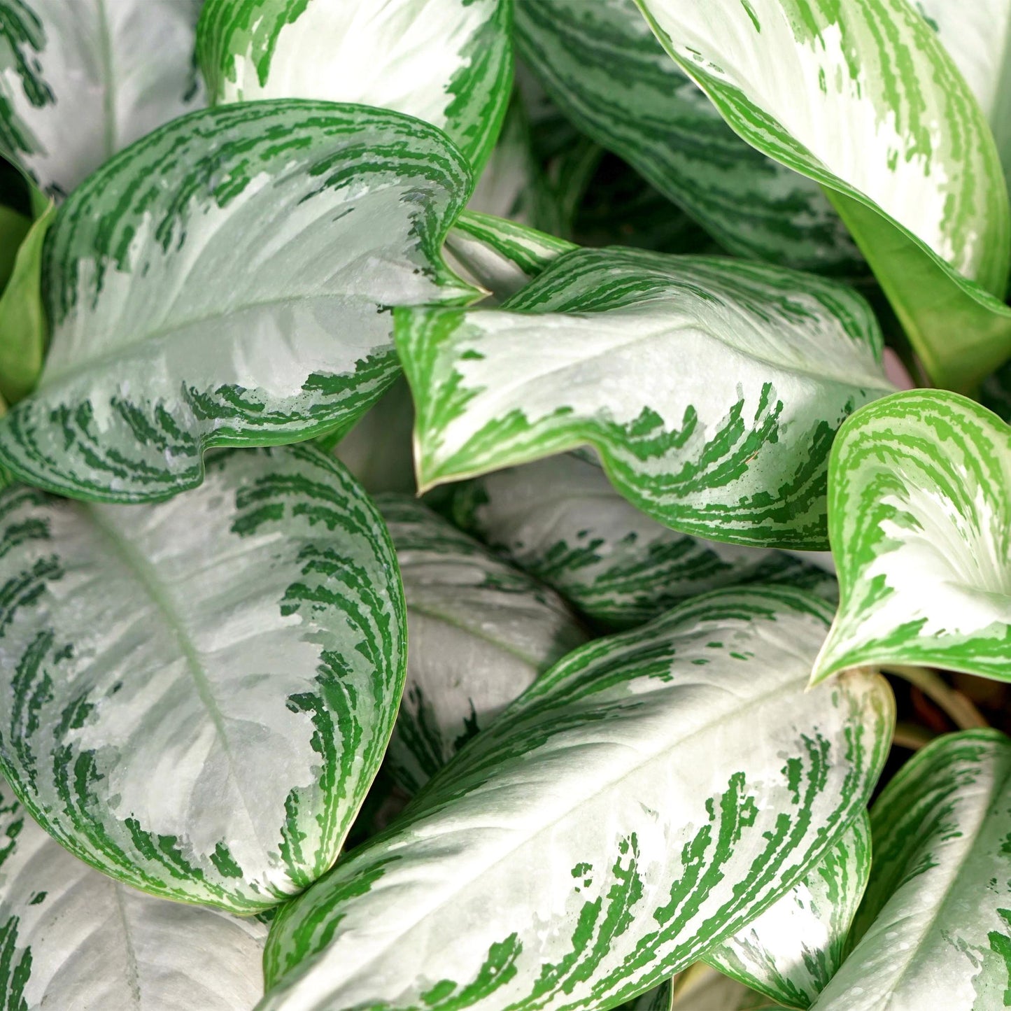 🌿 Aglaonema ‘Silver Bay’ | Zilverblad Kamerplant
