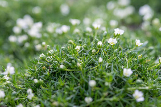 🌿 Sagina subulata – Winterharde Iers Mos Bodembedekker (48 stuks)