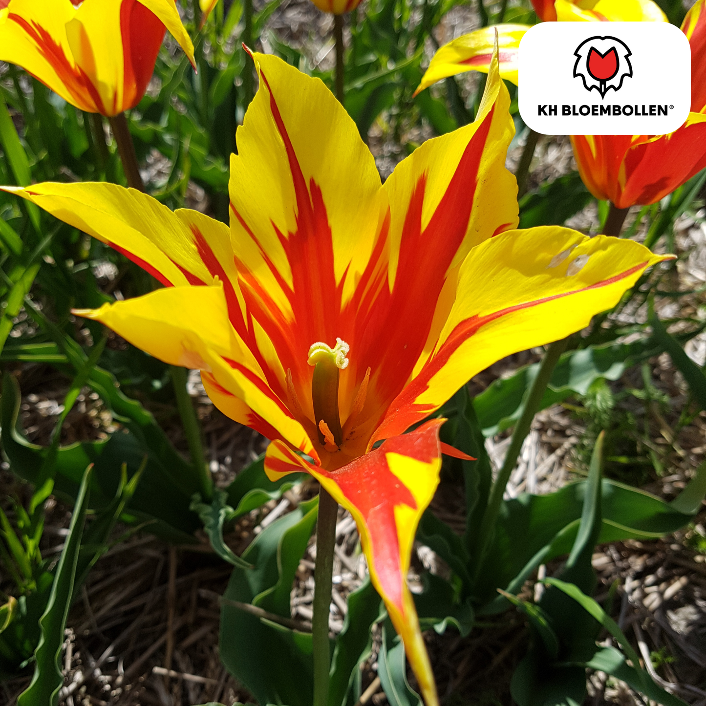 🌷 Tulpenbollen ‘Fire Wings’ – Rood-Geel Gevlamde Tulp (20 Stuks)