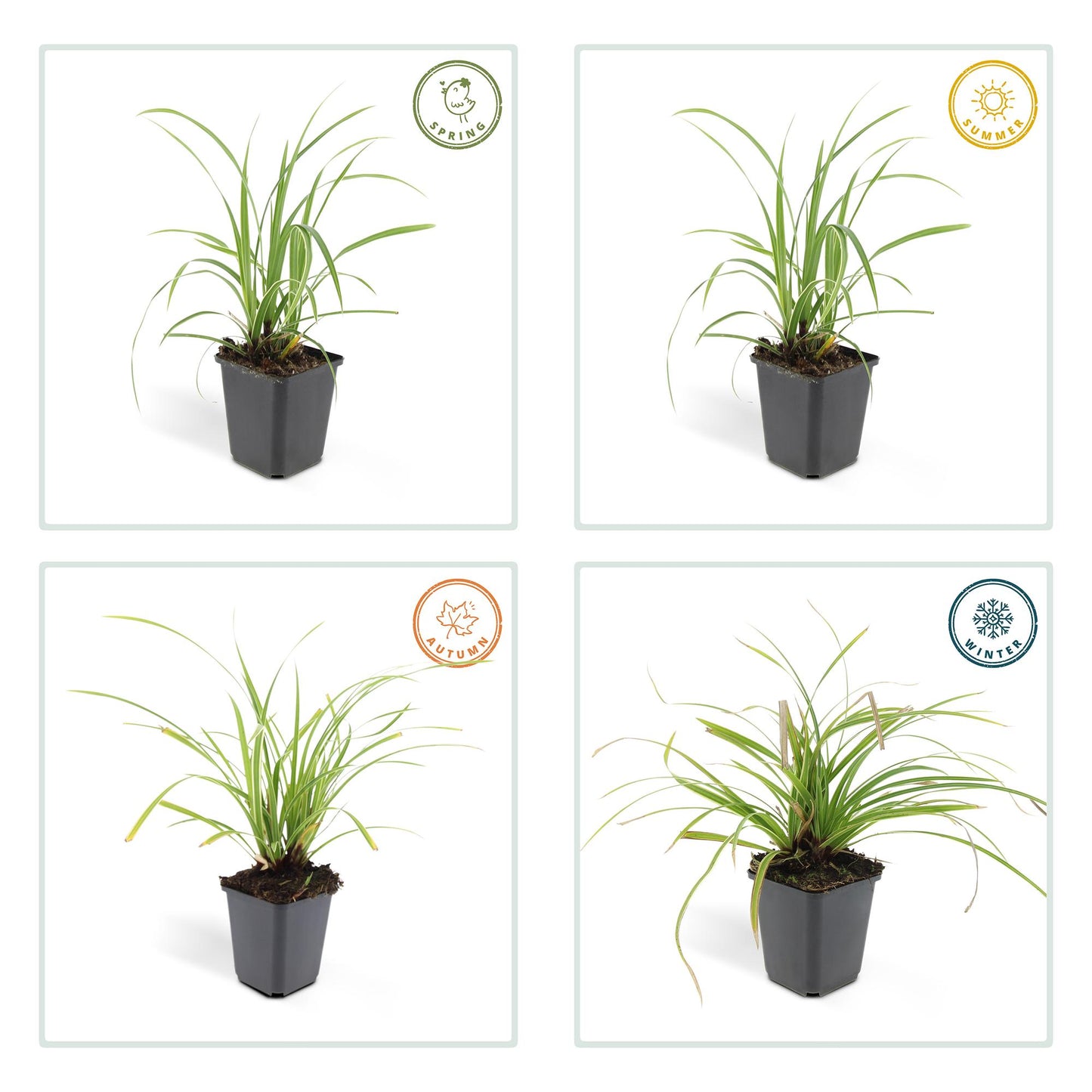 🌾 Carex ‘Ice Dance’ – Wintergroene Bodembedekker (48 stuks – ca. 4–8 m²)