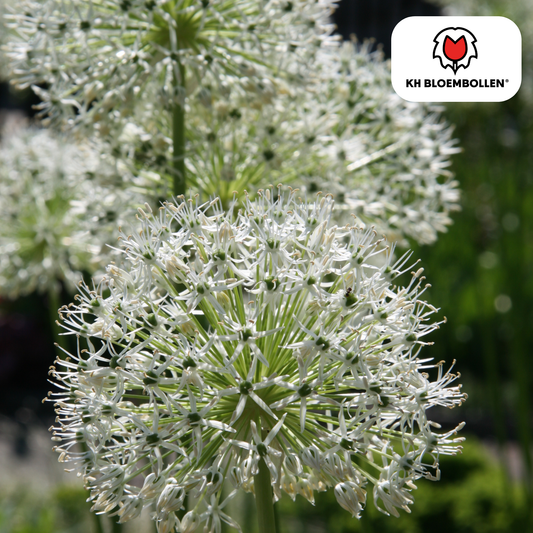 Allium ‘White Giant’ 🌼 | 5 Bloembollen – Majestueuze Witte Sierui & Bijenlokker