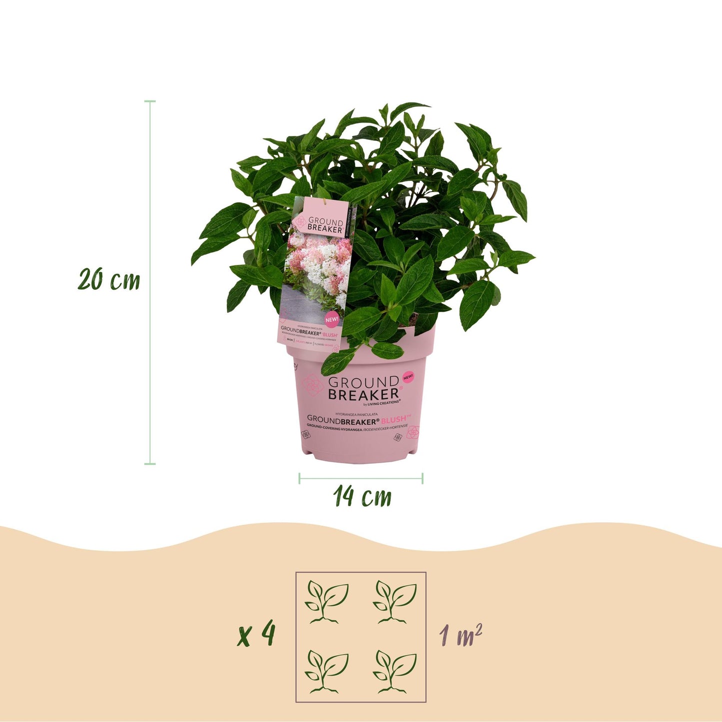 🌸 Hydrangea Groundbreaker Blush | Winterharde Pluimhortensia (2 stuks)