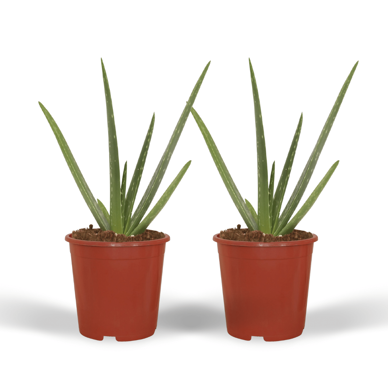🌵 Aloe Vera – Succulente sierlijke Plant (2 stuks)