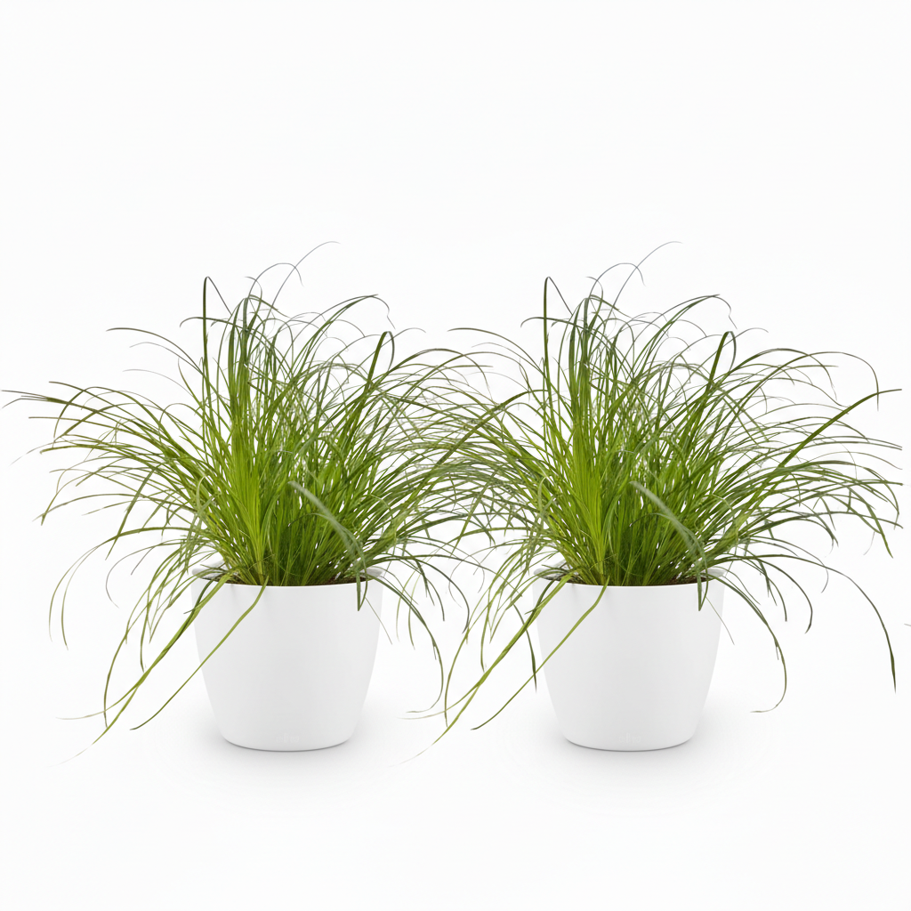 🌿 Cyperus Zumula | Diervriendelijk Kattengras met Witte Pot (2 stuks)