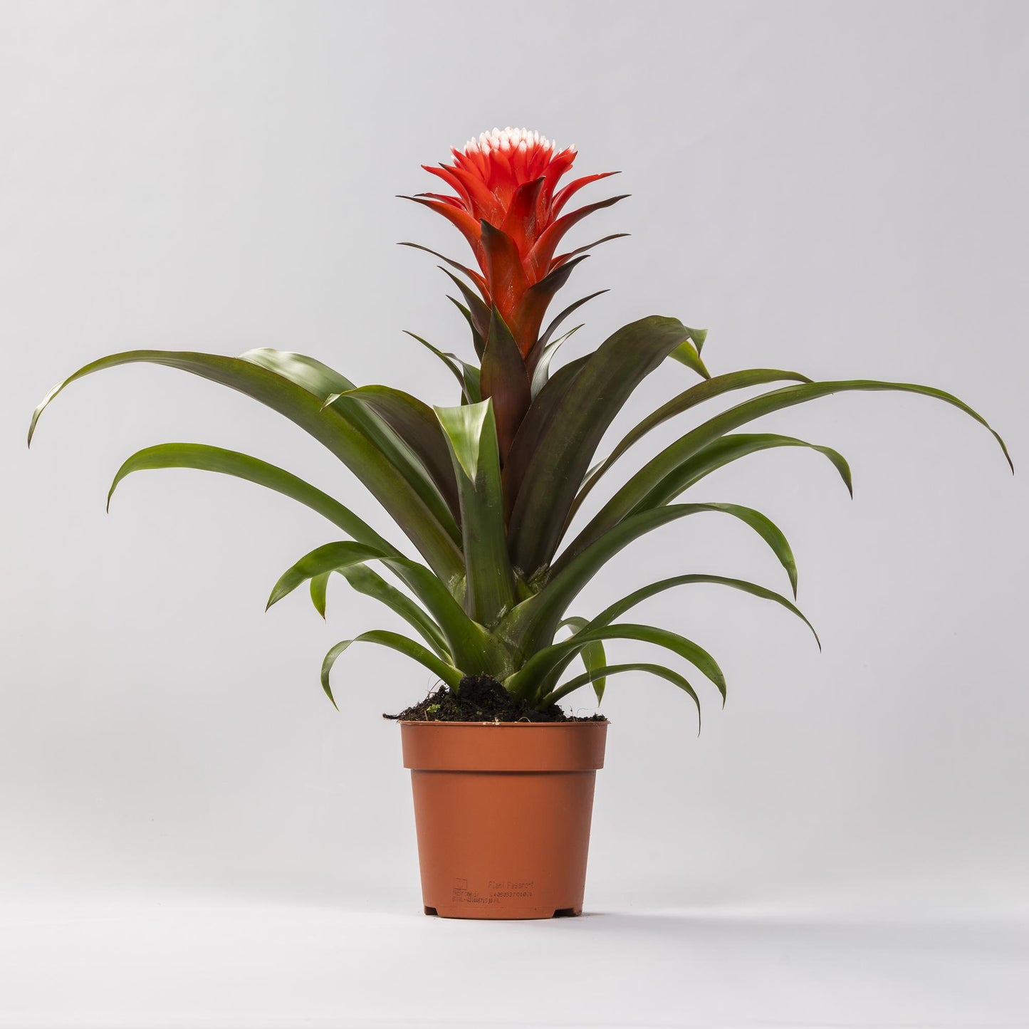 🌺 Guzmania ‘Hope’