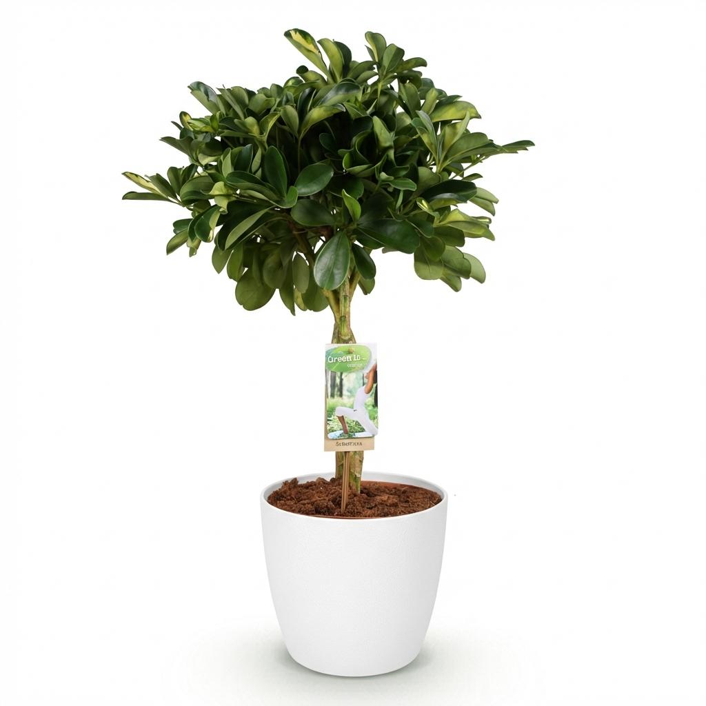 🌿 Schefflera Gold Capella | Vingerboom met Witte Pot