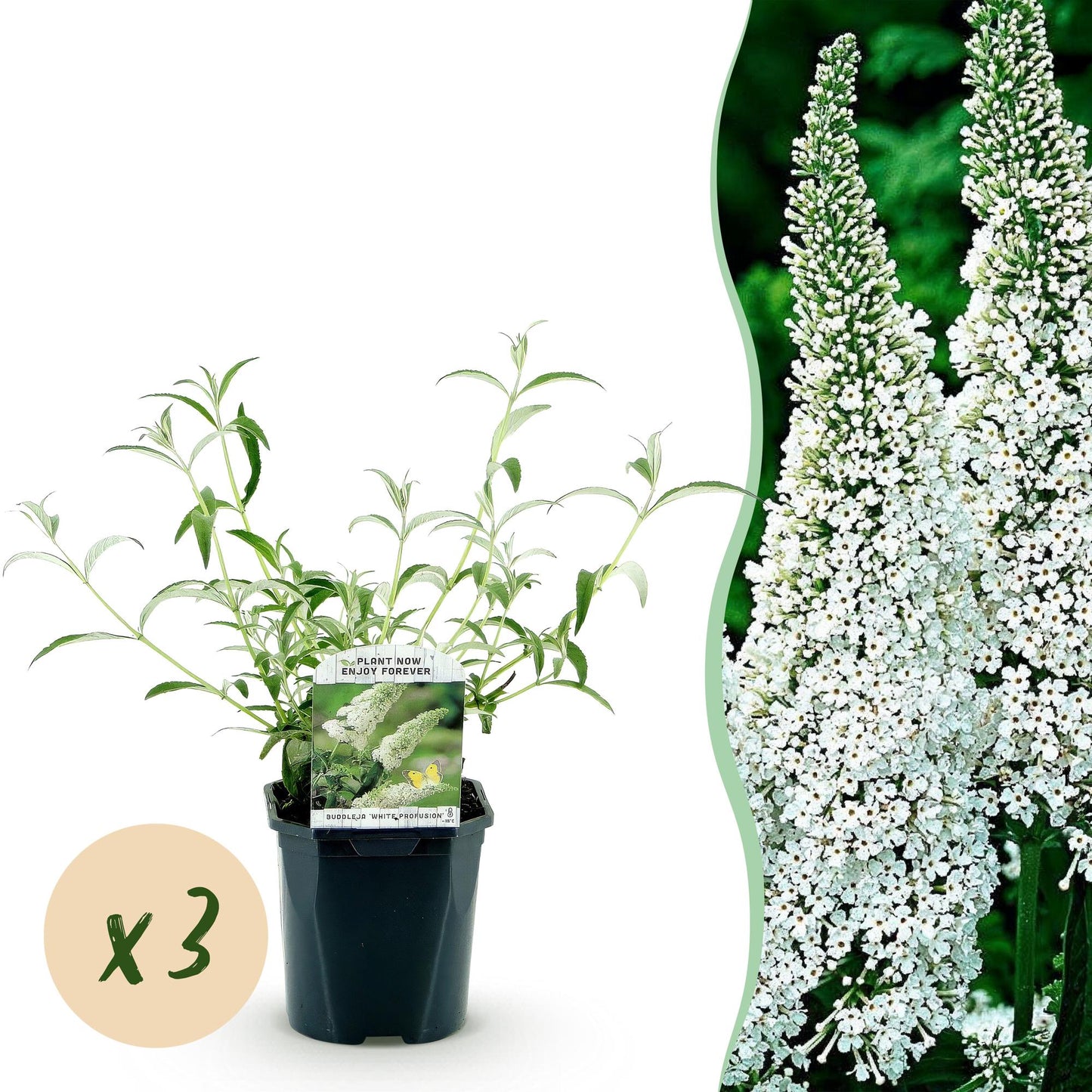 🦋 Buddleja davidii ‘White Profusion’ – Witte Vlinderstruik | (3 stuks)