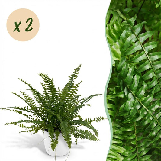🌿 Nephrolepis Green Lady | Diervriendelijke Varen met Witte Pot (2 stuks)