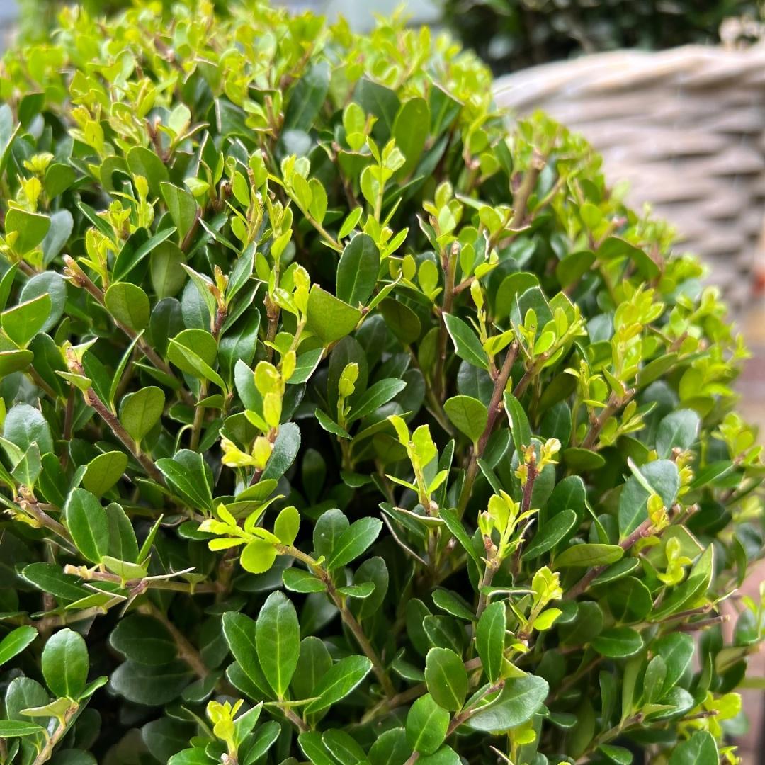 🌿 Ilex crenata ‘Jenny’ Bol XL | Buxus Vervanger (2 Stuks)