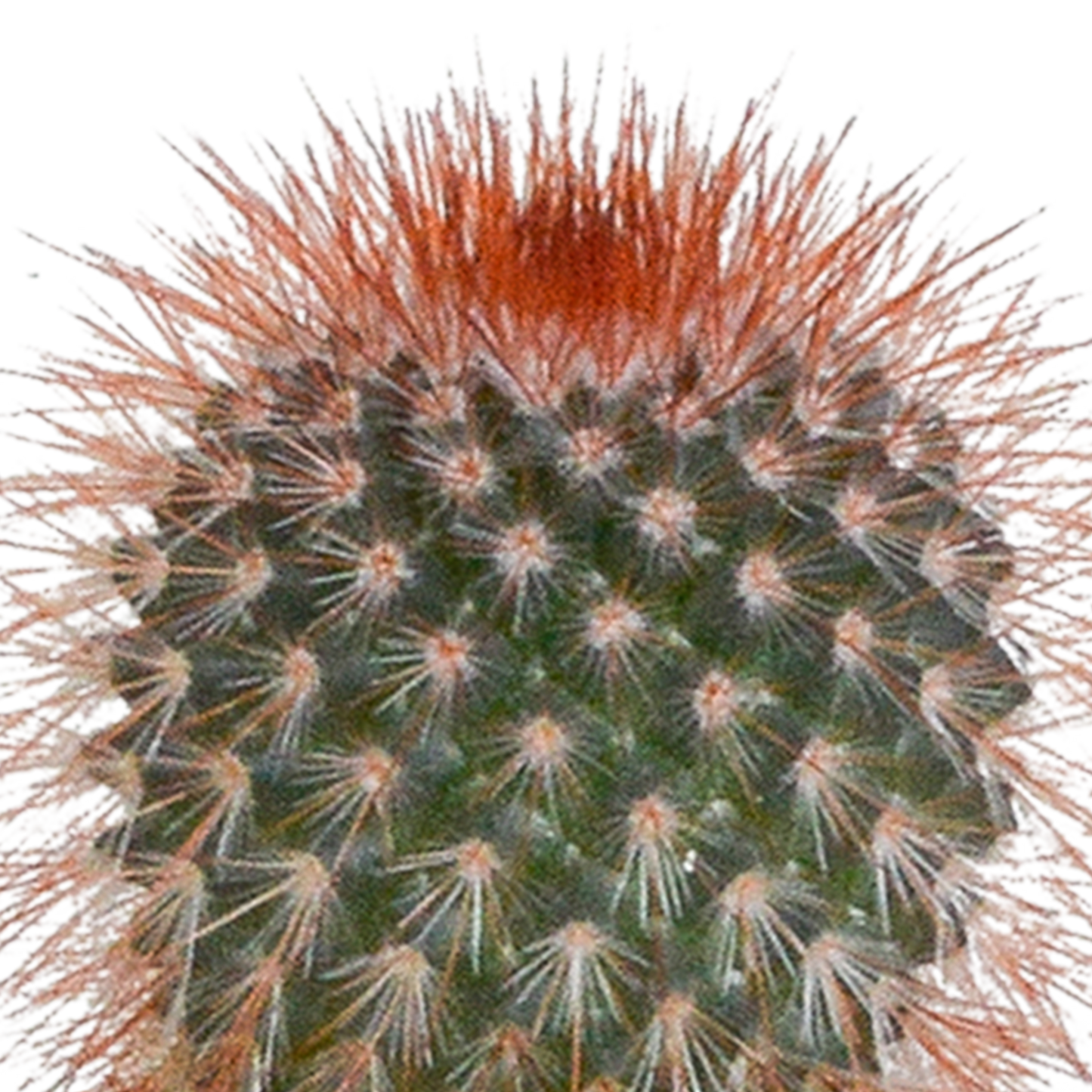 🌵 Cactus & Vetplanten Mix –  In witte pot (15 stuks)