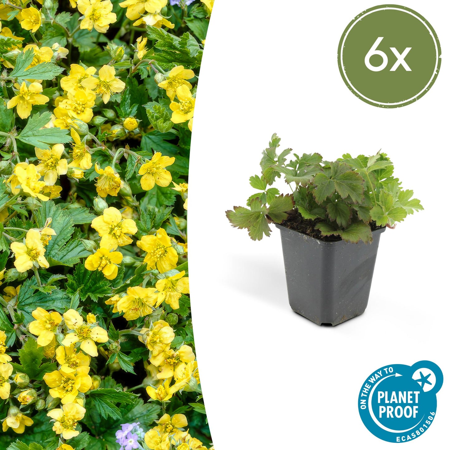 🌿 Waldsteinia ternata – Winterharde Groenblijvende Bodembedekker (6 stuks)