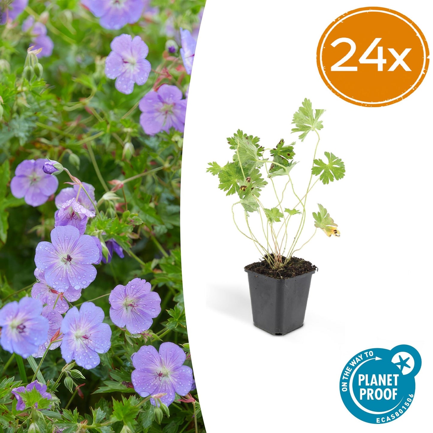 🌸 Geranium ‘Rozanne’ – Winterharde Langbloeiende Vaste Plant (24 stuks)