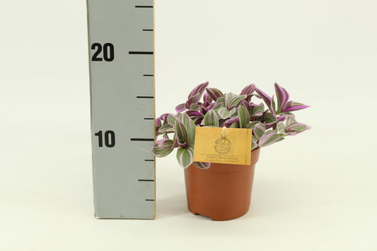 🌿 Tradescantia Sweetness | Makkelijke Hangplant